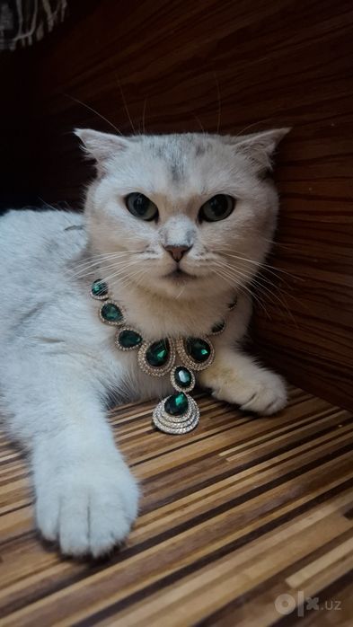 Мушук сотилади киз