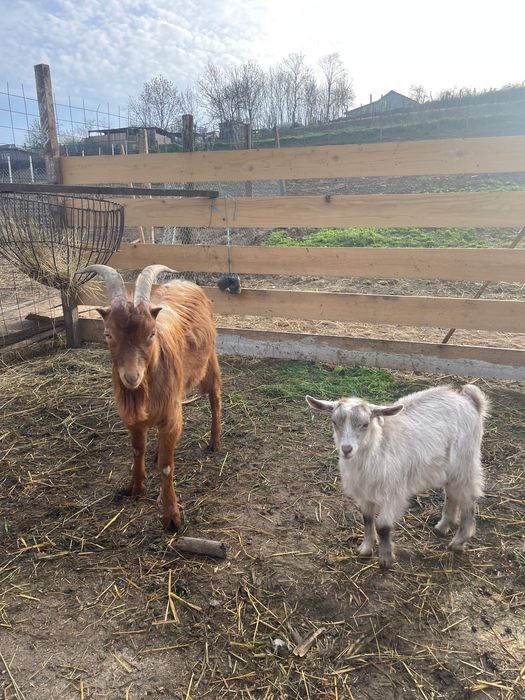 Vând sau schimb 2 țapi cu o capră cu lapte
