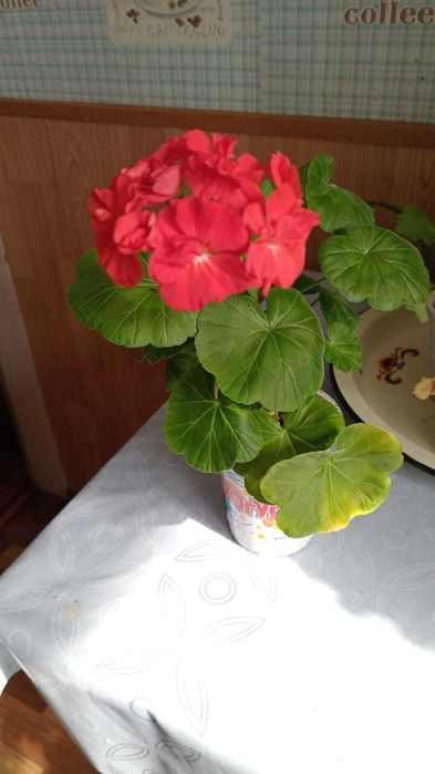 зональная герань