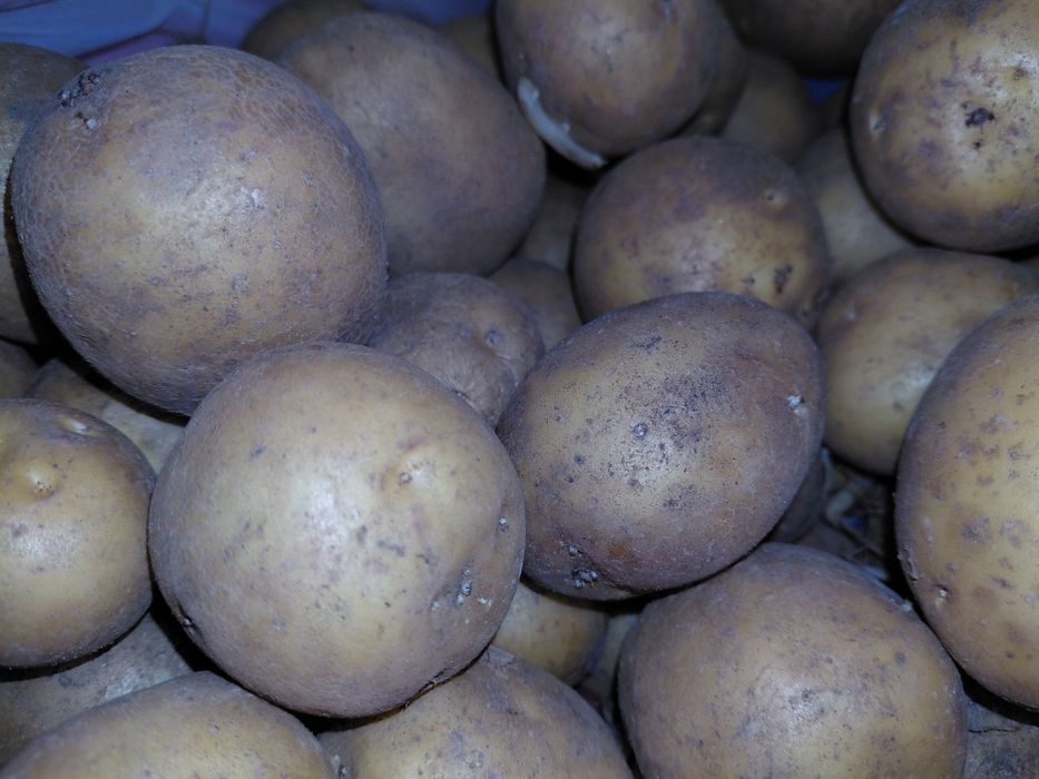 Продам дачный картофель