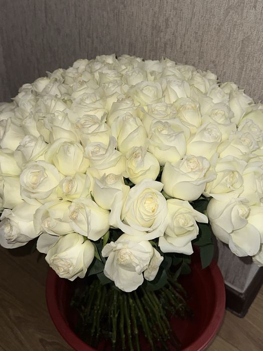 101 белых голандских роз