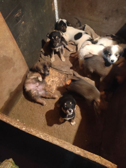 Щенки дворняжки, мальчики и девочки