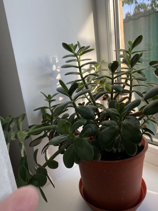 Комнатные цветы денежное дерево