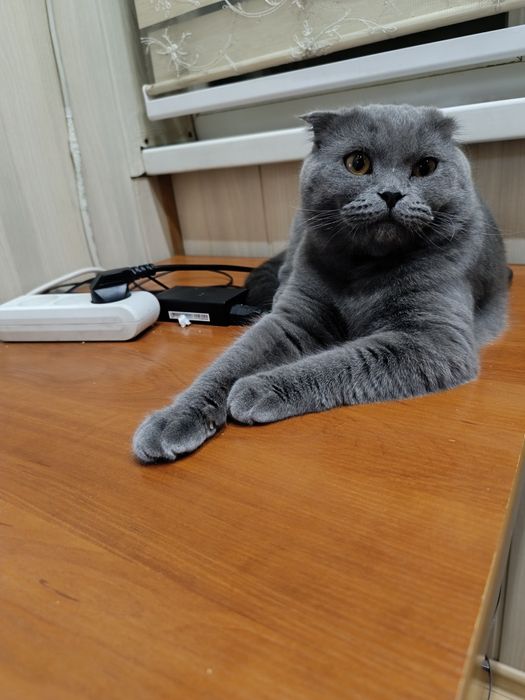 Кот для вязки британец