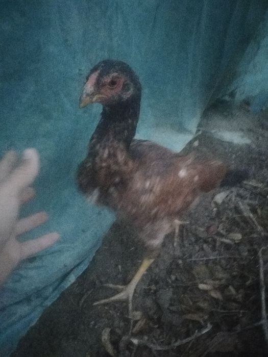 Dakan joʻjalar sotiladi