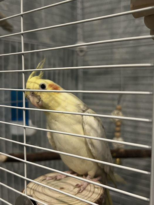 Попугай корелла две девочки