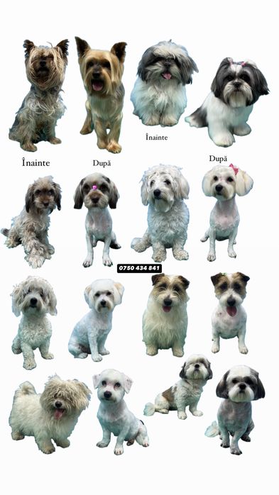 Tund câini și pisici la domiciliu