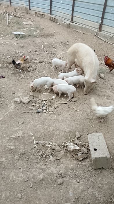 Продам поросят и кабана