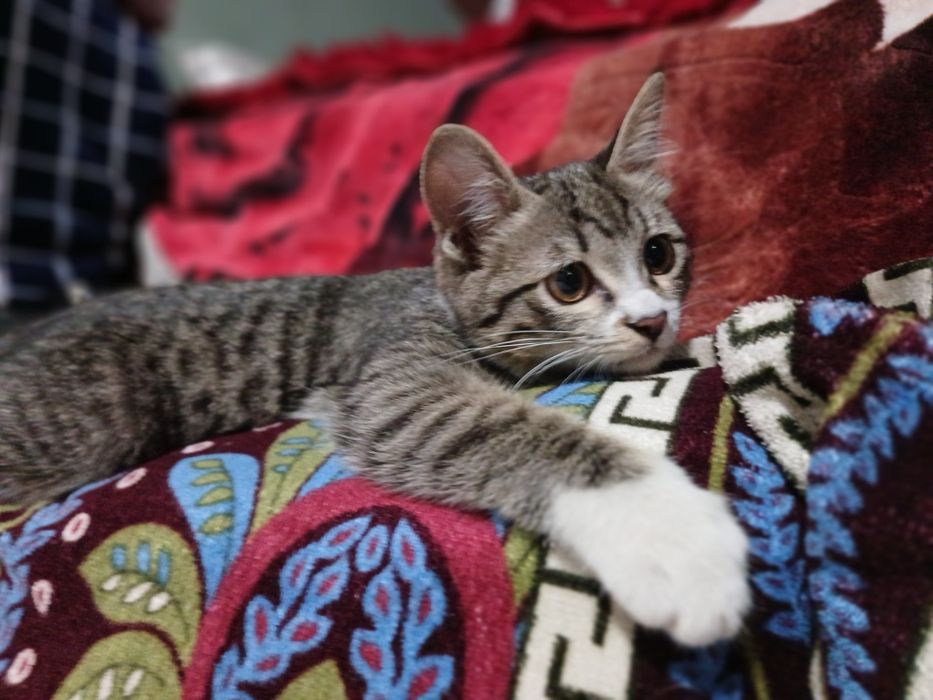 Mushuk ayol 4 oylik uy mushugi