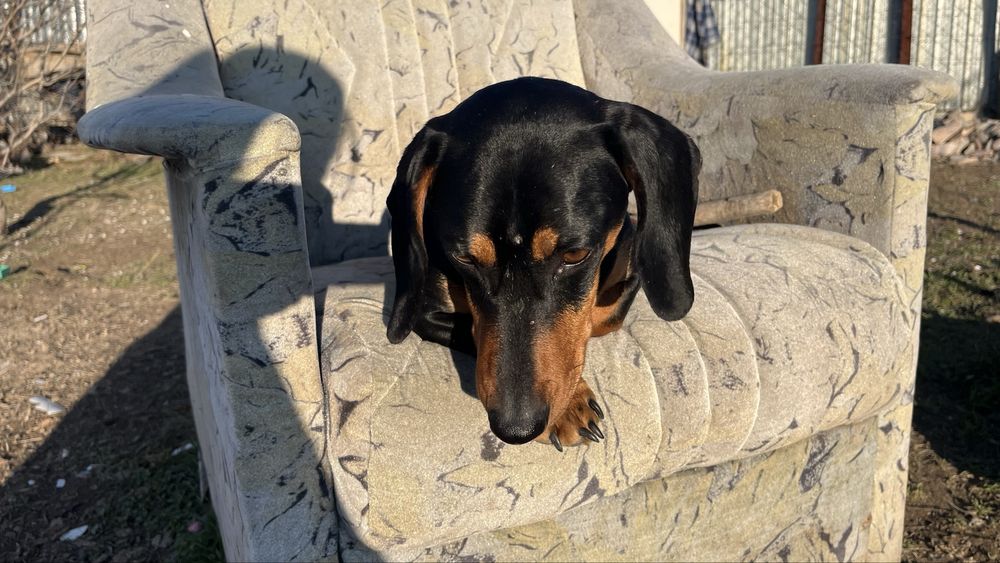 Ищем невесту таксу