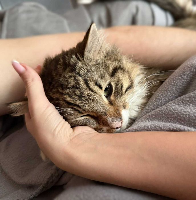 Дългокосмест прекрасник търси дом / може и приемен