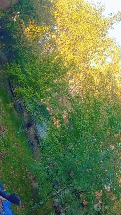 Chodak yer dacha sotiladi