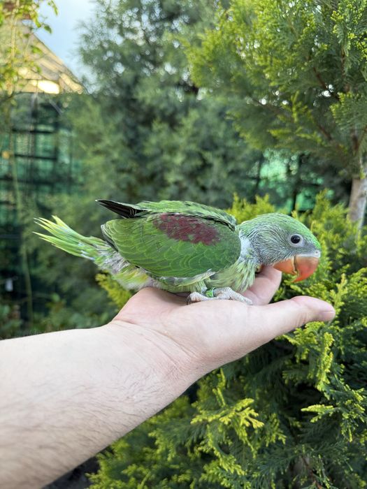 Papagali vorbitori puiuti blanzi micul alexandru Marele Alexandru