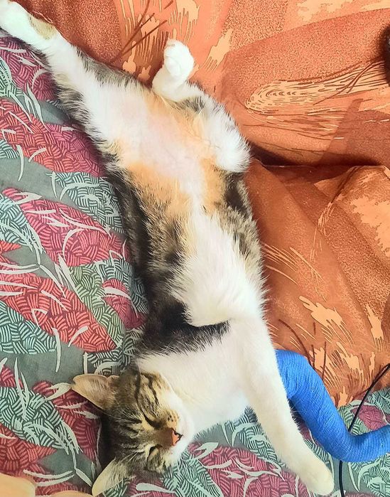 СПЕШНО ТЪРСИМ ДОМ НА Плутон - котка