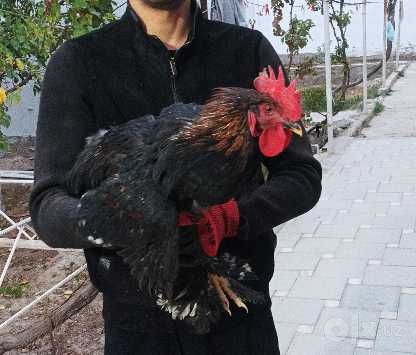 Uyda boqilgan sog'lom xo'rozlar 15 dona
