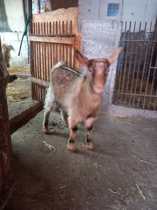 Vind capra alpin și edita zannen