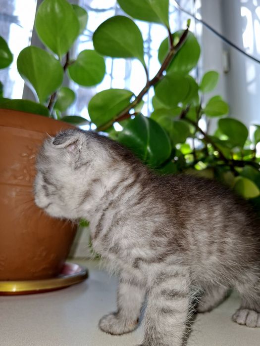 Продаётся очаровательный мальчик скоттиш фолд.