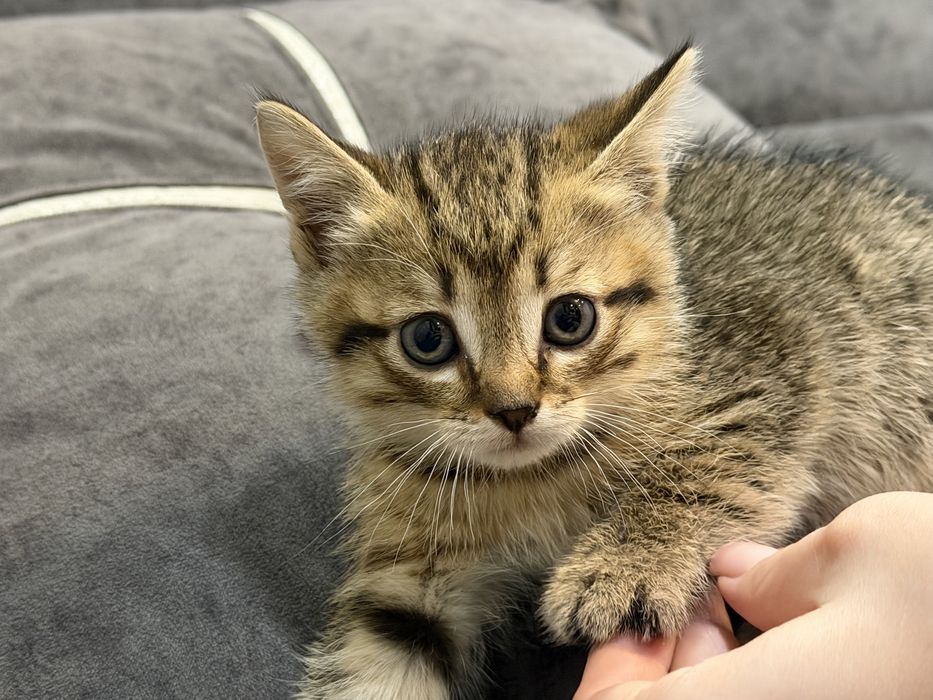 Котята британцы