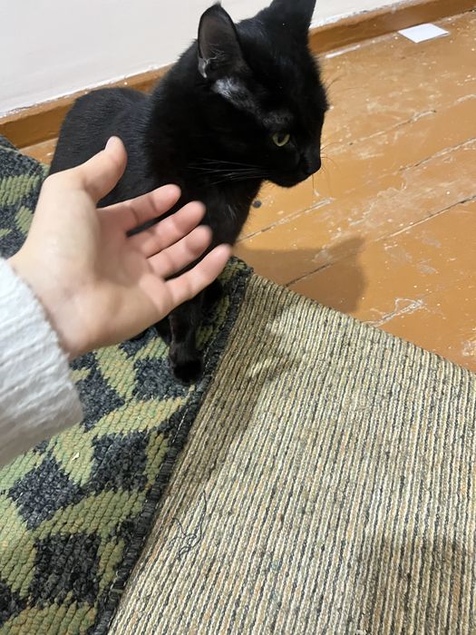 Bir oylik xomilador mushuk hadyaga beriladi mehribon qo’llarga