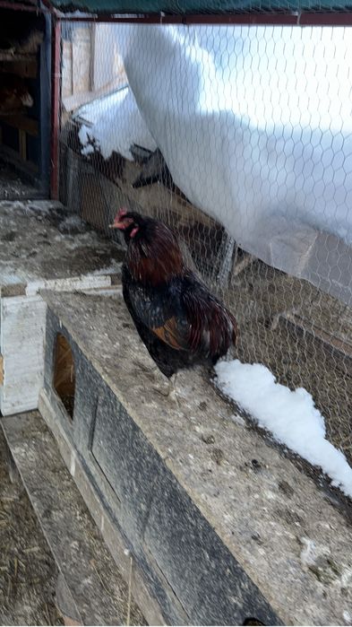 Vand Gaini, Gaste , Bibilici de anul trecut…