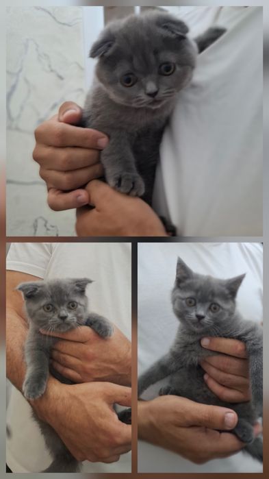 Продаются элитные котята 2 девочки 1 мальчик