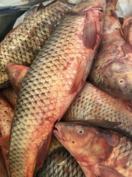 Сазан сатылады 1800 ден