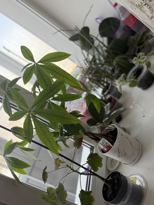 Продам комнатный цветы  находимся в майкудуке