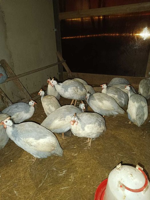 Яйцо на инкубацию