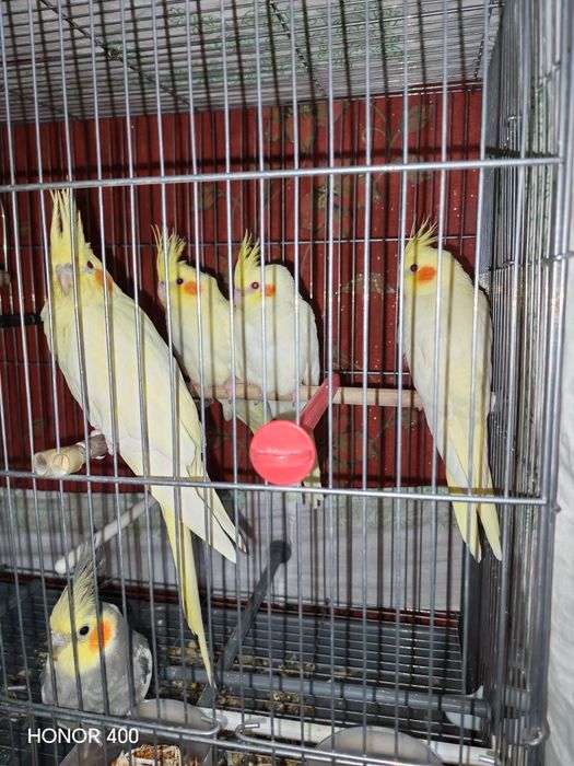 Продам  попугаев капелла