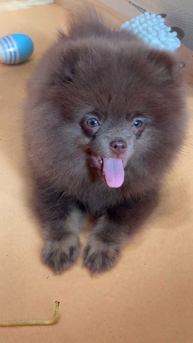 pomeranian deosebit cu pedigree