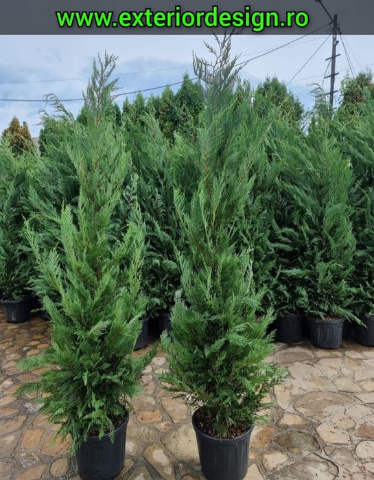 Leylandii pentru gard viu profesional – plante aclimatizate