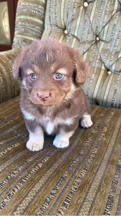 Ciobanesc australian Boy