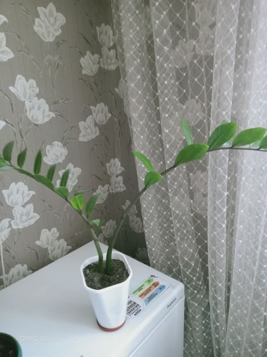 Продам долларовые деревья( замиакулькас)