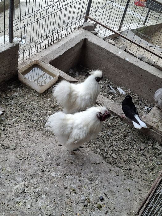 Cocosi de mătase