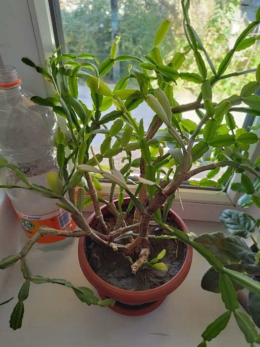 Продам комнатный цветок