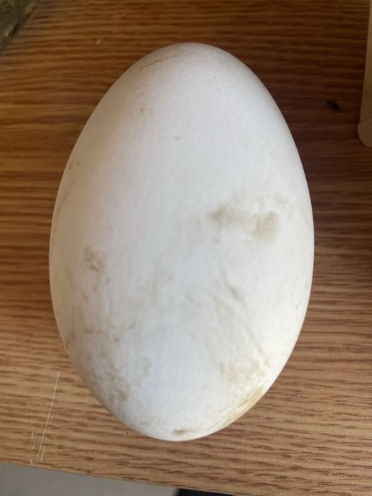 Vand oua de gâscă incubat sau consum