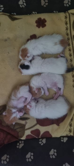 Отдадим в самые добрые и любищие руки  котят