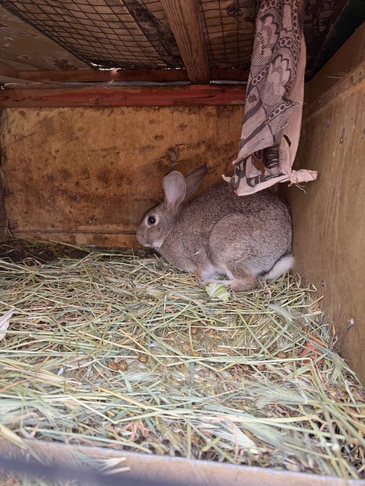 Кролики мартовские Беременные