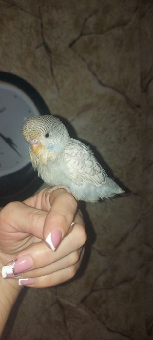 Продаётся малыш попугай