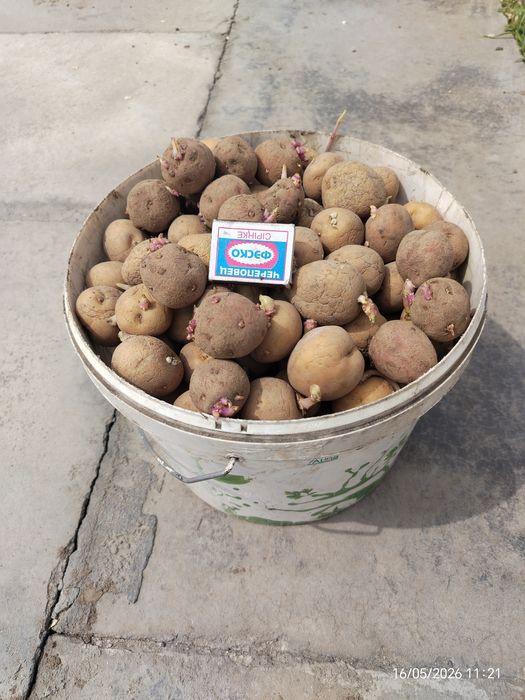 Продам сменной картофель