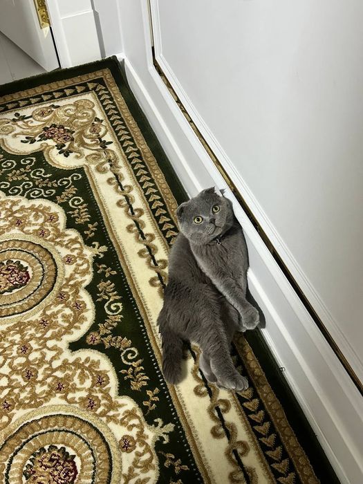 Sicotich fold 11 oyli Erkak semiz