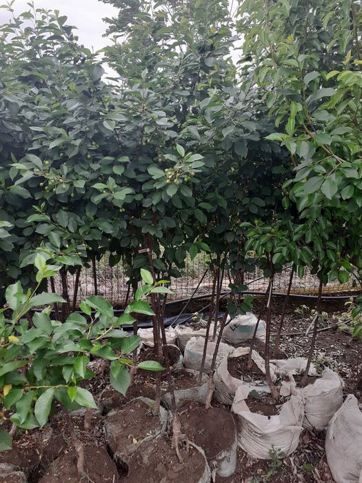 pomi fructiferi la balot intrati pe rod