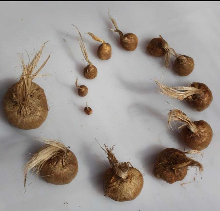 Заъфарон - шафран ўсимлиги тугунак пиёзлари сотилади zafaron shafran