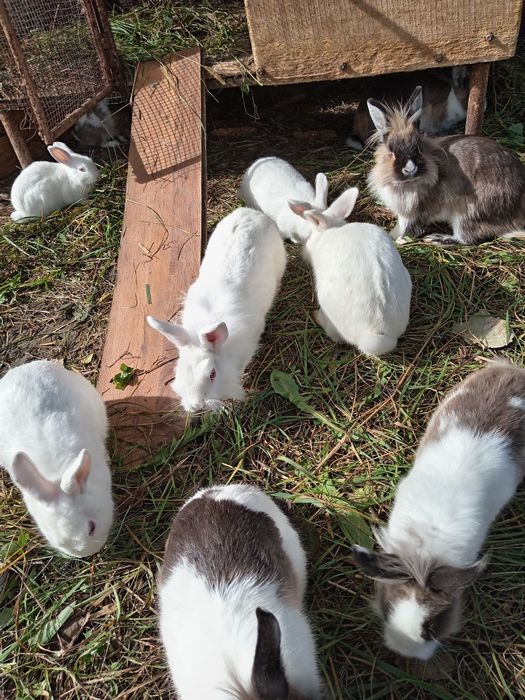 Iepuras de companie Cap de Leu pitic