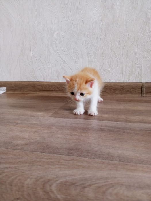 Котенок рыжик мальчик