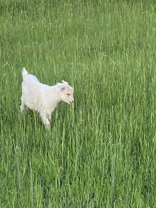 Еркек лақтар 1айлық
