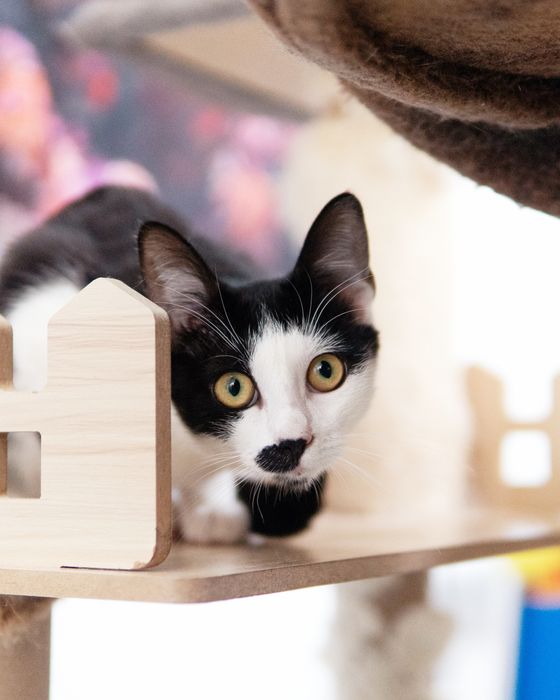 Кротката Кити на 8 месеца търси дом, кастрирана