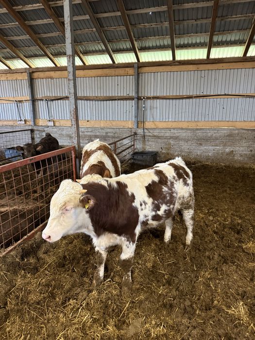 Vând viței 200-320 kg aproximativ