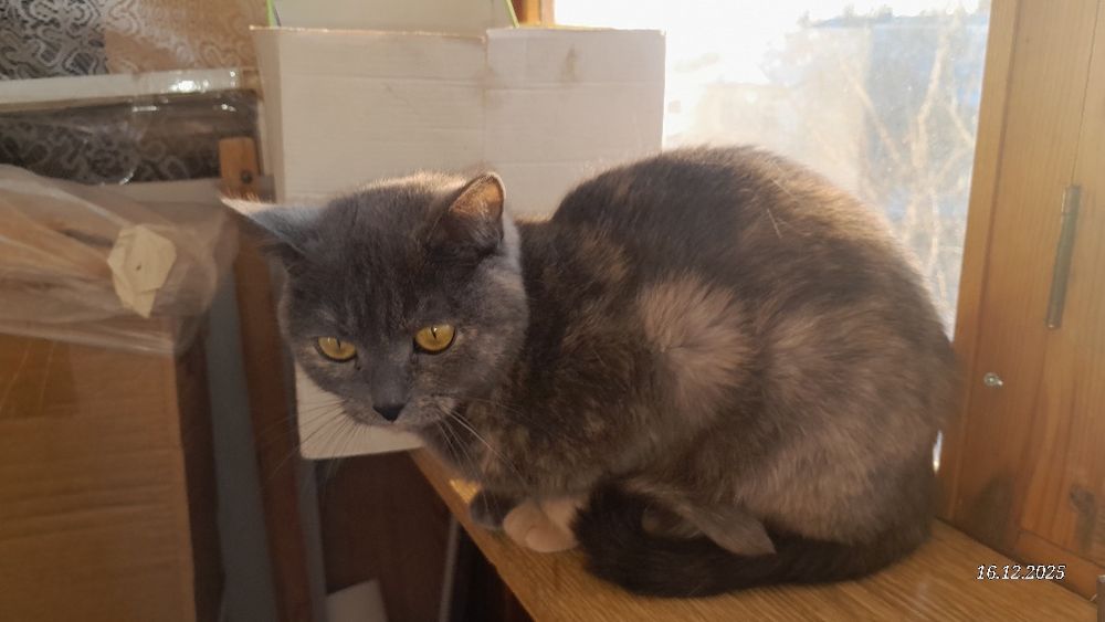 Кошечка в хороший дом