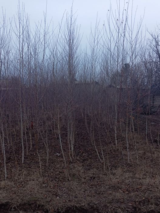 Продаётся российская берёза